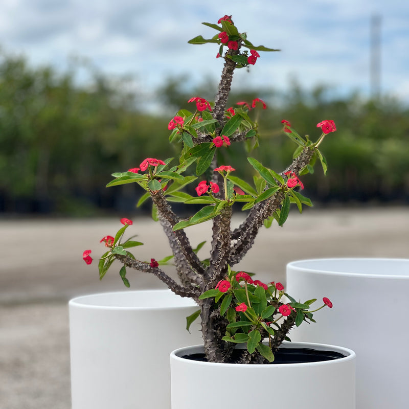 Crown of Thorn (Euphorbia Milii 'Rosy')