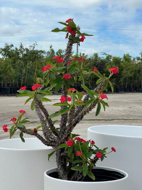 Crown of Thorn (Euphorbia Milii 'Rosy')