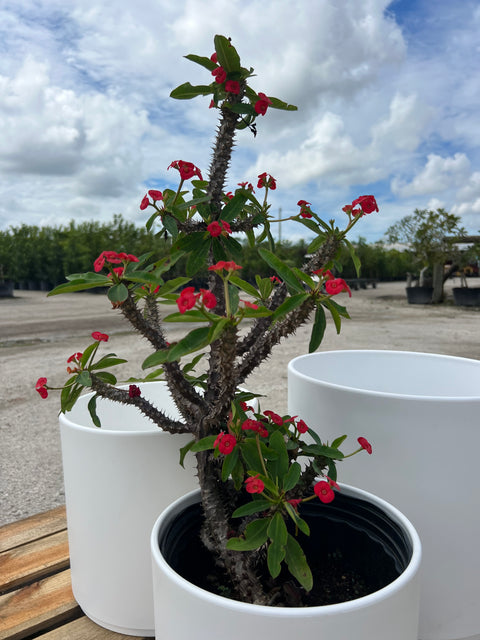 Crown of Thorn (Euphorbia Milii 'Rosy')