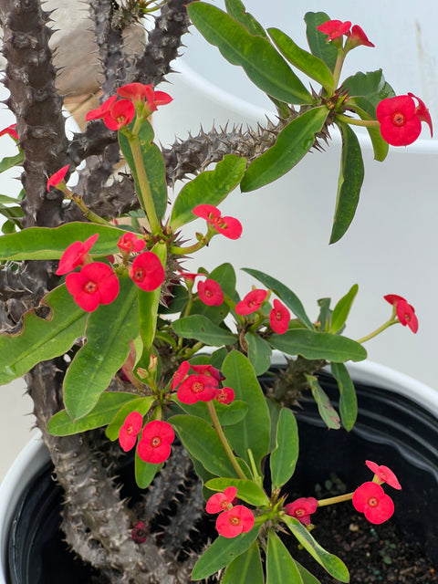 Crown of Thorn (Euphorbia Milii 'Rosy')