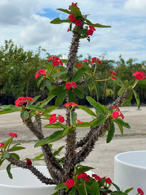 Crown of Thorn (Euphorbia Milii 'Rosy')