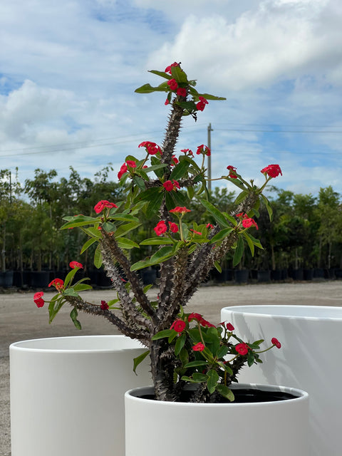 Crown of Thorn (Euphorbia Milii 'Rosy')