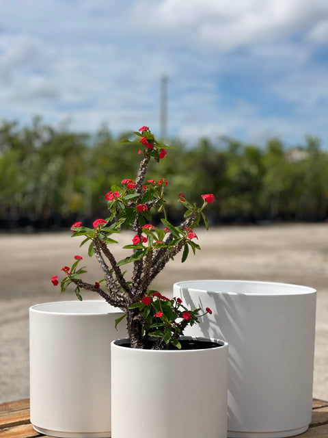 Crown of Thorn (Euphorbia Milii 'Rosy')