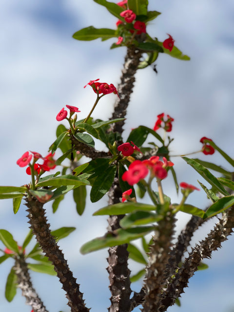 Crown of Thorn (Euphorbia Milii 'Rosy')