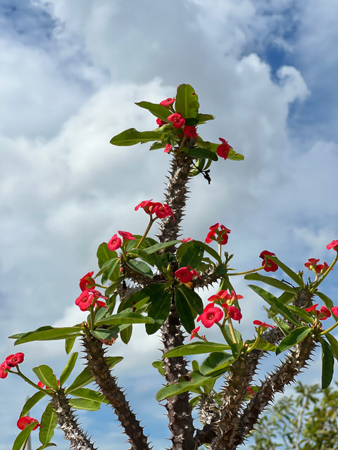 Crown of Thorn (Euphorbia Milii 'Rosy')