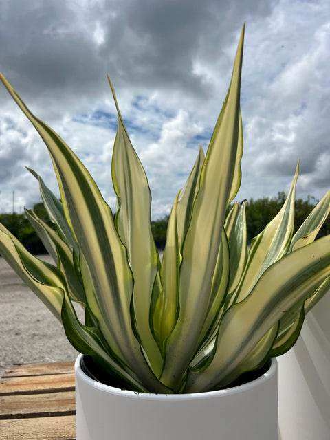 False Agave (Furcraea gigantea, Mauritius hemp Furcraea Foetida)