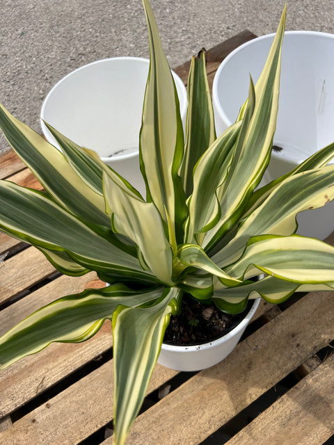 False Agave (Furcraea gigantea, Mauritius hemp Furcraea Foetida)