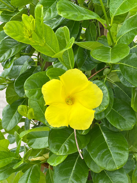 Hammock Viper’s-Tail (Pentalinon Luteum)