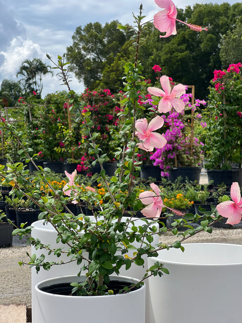 Hibiscus Standard Seminole Pink (rosa-sinensis)