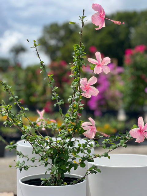 Hibiscus Standard Seminole Pink (rosa-sinensis)