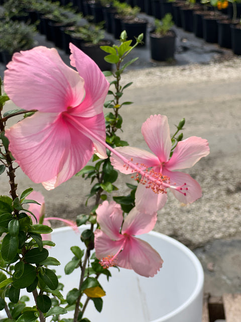 Hibiscus Standard Seminole Pink (rosa-sinensis)