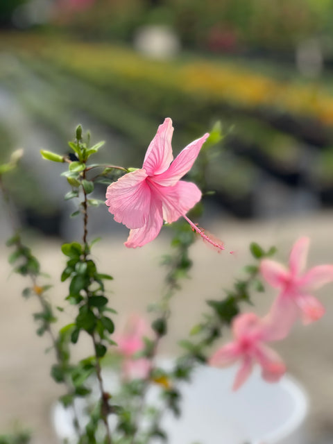 Hibiscus Standard Seminole Pink (rosa-sinensis)