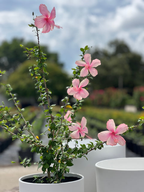 Hibiscus Standard Seminole Pink (rosa-sinensis)