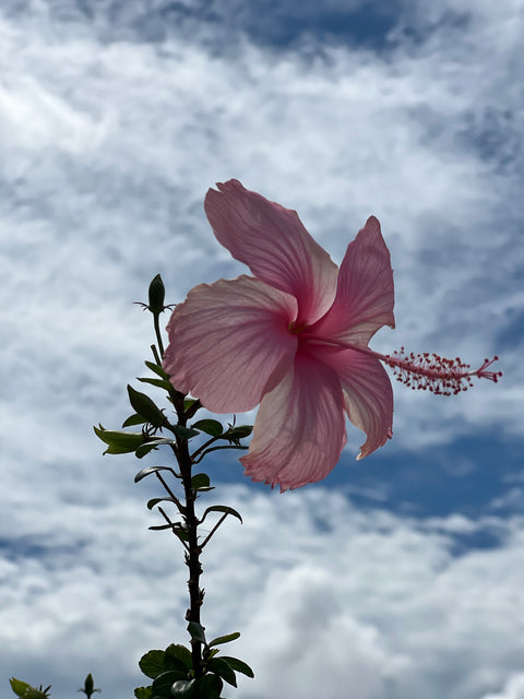 Hibiscus Standard Seminole Pink (rosa-sinensis)