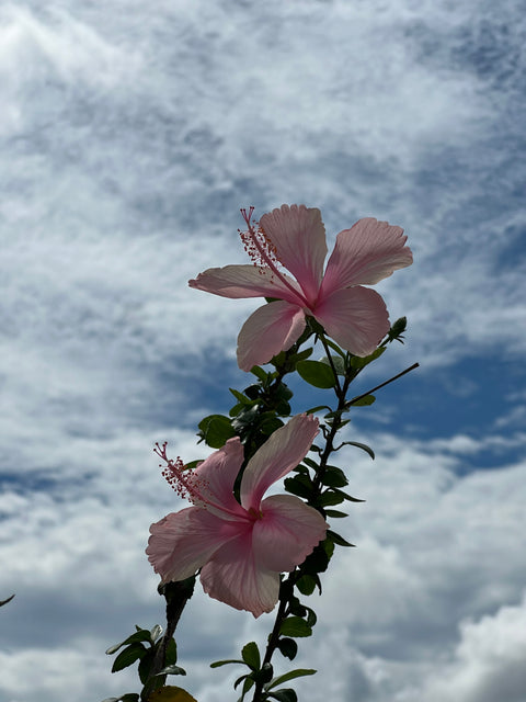 Hibiscus Standard Seminole Pink (rosa-sinensis)