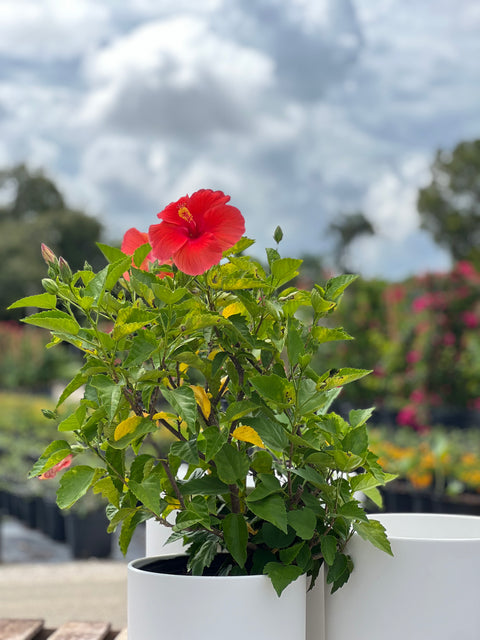 Hibiscus Standard (Hibiscus rosa-sinensis)