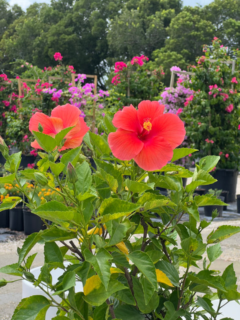 Hibiscus Standard (Hibiscus rosa-sinensis)