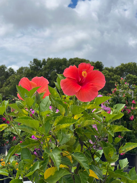 Hibiscus Standard (Hibiscus rosa-sinensis)