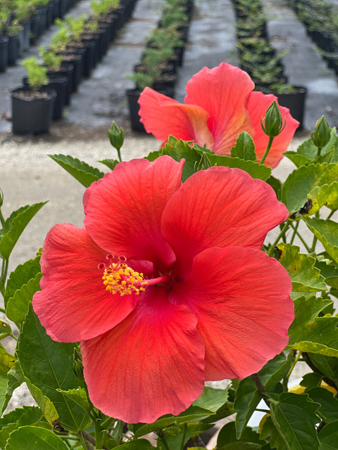 Hibiscus Standard (Hibiscus rosa-sinensis)