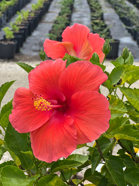 Hibiscus Standard (Hibiscus rosa-sinensis)