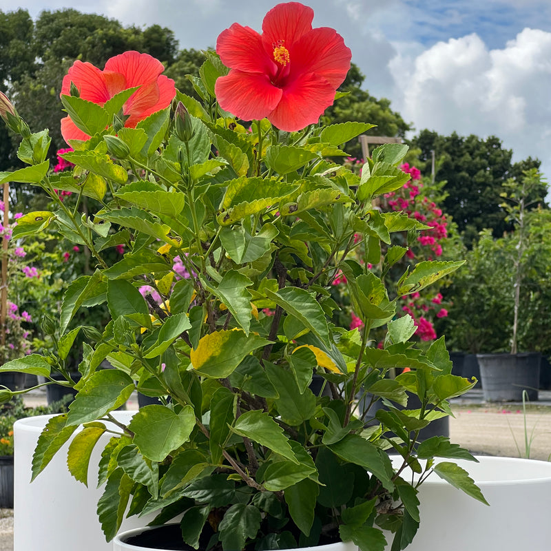 Hibiscus Standard (Hibiscus rosa-sinensis)