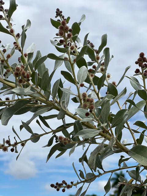 Buttonwood Silver (Conocarpus Erectus)