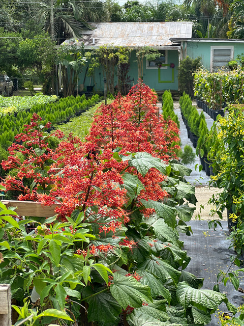 Growing Pagoda Flower (Clerodendrum Paniculatum)