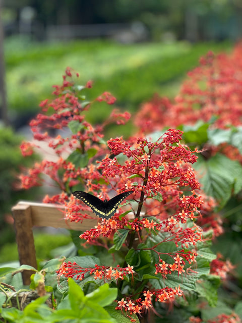 Growing Pagoda Flower (Clerodendrum Paniculatum)