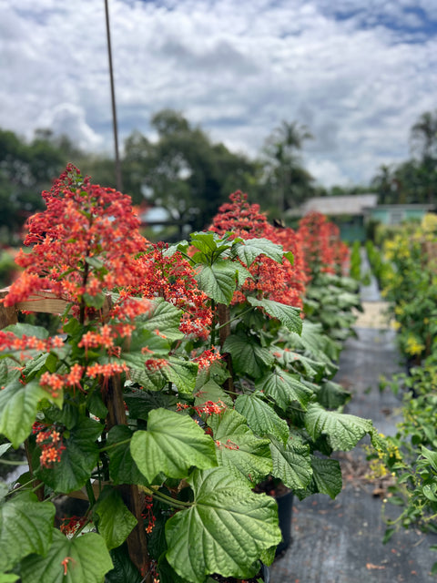 Growing Pagoda Flower (Clerodendrum Paniculatum)