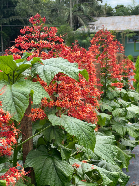 Growing Pagoda Flower (Clerodendrum Paniculatum)