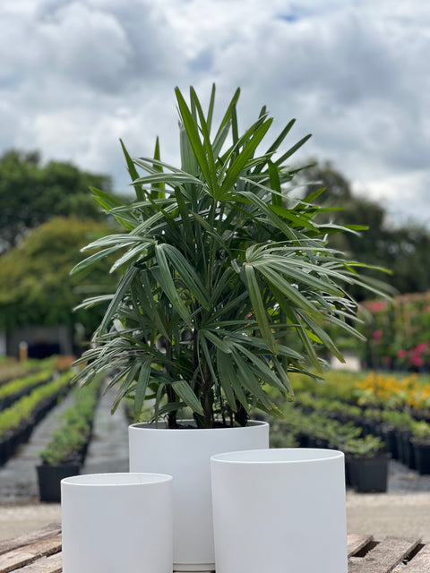 Lady Palm (Rhapis Excelsa)