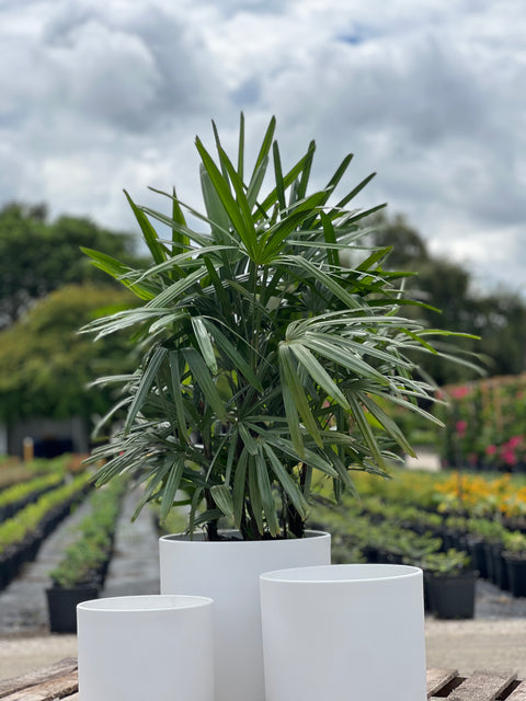 Lady Palm (Rhapis Excelsa)