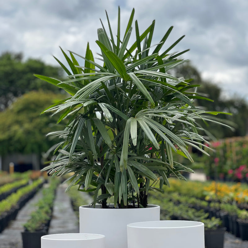 Lady Palm (Rhapis Excelsa)