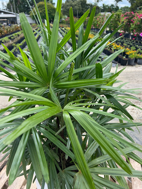 Lady Palm (Rhapis Excelsa)