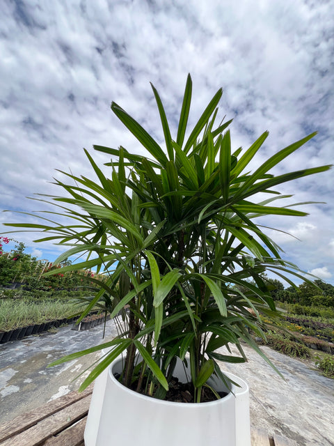 Lady Palm (Rhapis Excelsa)