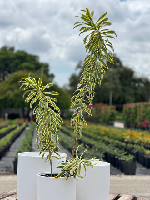 Song Of India (Dracaena Reflexa Var. Angustifolia)