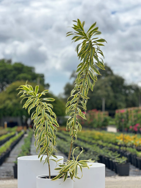 Song Of India (Dracaena Reflexa Var. Angustifolia)