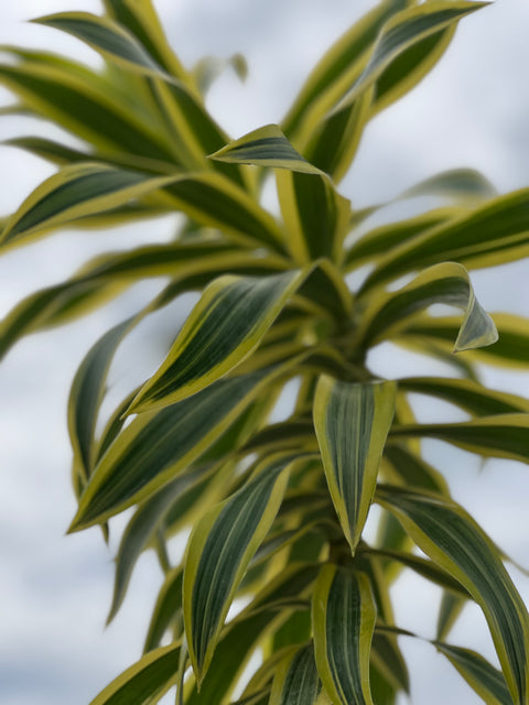 Song Of India (Dracaena Reflexa Var. Angustifolia)