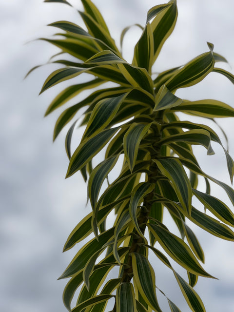 Song Of India (Dracaena Reflexa Var. Angustifolia)