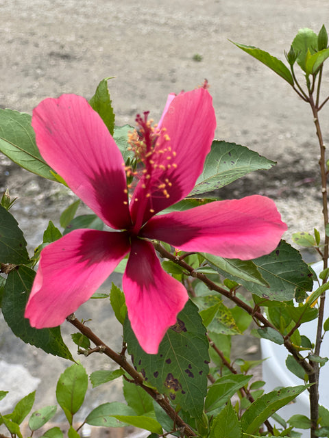 Hibiscus Bush Snow Queen (Hibiscus rosa-sinensis)