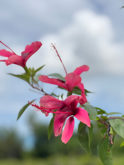 Hibiscus Bush Snow Queen (Hibiscus rosa-sinensis)