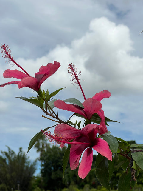 Hibiscus Bush Snow Queen (Hibiscus rosa-sinensis)