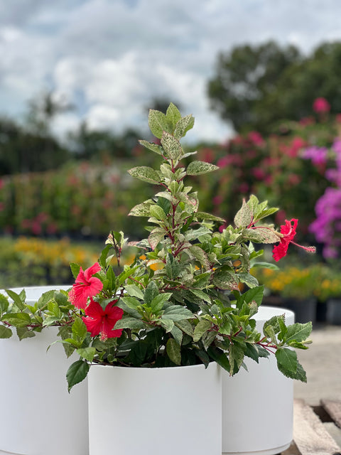 Hibiscus Bush Snow Queen (Hibiscus rosa-sinensis)