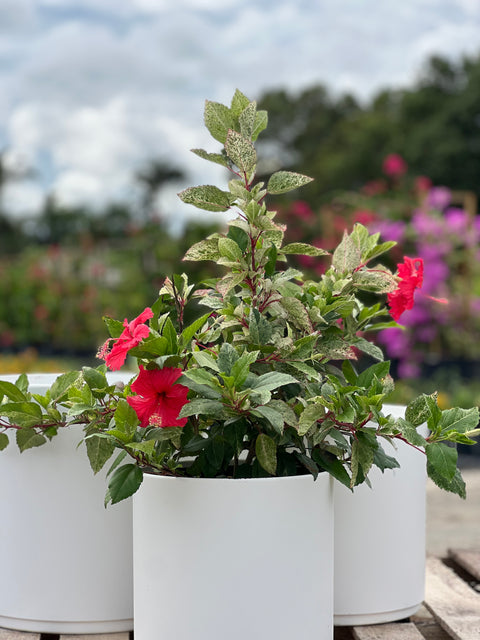 Hibiscus Bush Snow Queen (Hibiscus rosa-sinensis)