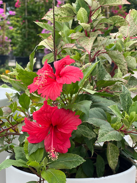 Hibiscus Bush Snow Queen (Hibiscus rosa-sinensis)