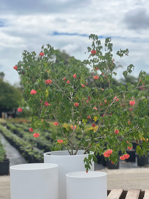 Redvein Flowering Maple (Abutilon striatum)