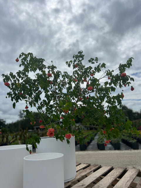 Redvein Flowering Maple (Abutilon striatum)