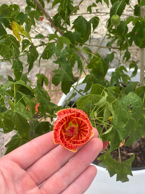 Redvein Flowering Maple (Abutilon striatum)