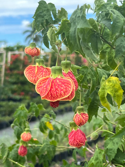 Redvein Flowering Maple (Abutilon striatum)