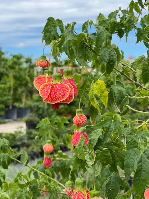 Redvein Flowering Maple (Abutilon striatum)